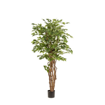Ficus liana 170 cm EMERALD 350.150
