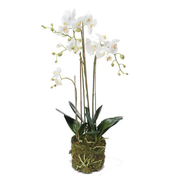 Phalaenopsis (Orchidea) 80 cm EMERALD 20.354