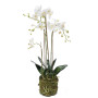 Phalaenopsis (Orchidea) 80 cm EMERALD 20.354