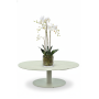 Phalaenopsis (Orchidea) 80 cm EMERALD 20.354