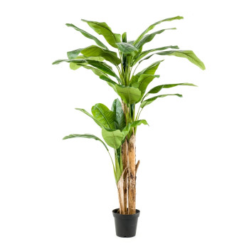 Banana tree 210 cm (27 lvs) EMERALD 422379